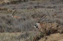 Sandwich Harbour Half Day Tour