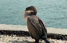 Akaroa Group Day Tour from Christchurch