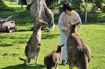 Adelaide Hills Cleland Wildlife Park and Hahndorf Minibus Tour