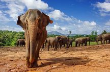 10 Day Sri Lanka Adventure Private Guided Tour