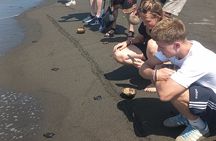 Bali Horse Riding and Turtle Release at Saba Beach