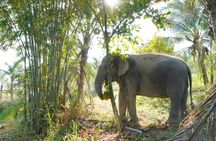 Ethical Elephant Sanctuary Tour from Bangkok & Pattaya
