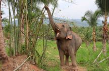 Living Green Elephant Sanctuary Tour from Bangkok and Pattaya