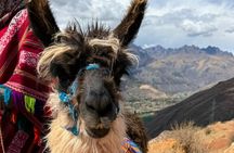 Llama Hiking & History Experience (Cusco Region): ANDEAN COLORS