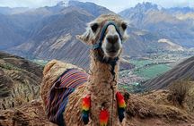 Llama Hiking & History Experience (Cusco Region): ANDEAN COLORS