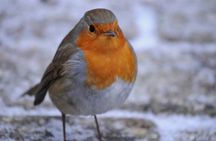 Bird Watching and WildLife tour