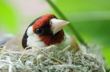 Bird Watching and WildLife tour