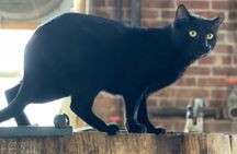 Top Shelf Distillery Tour