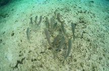 Discover Crystal River's Secrets with Private Boat Tour