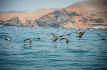 Palomino Islands Speedboat Tour and Swim with Sea Lions