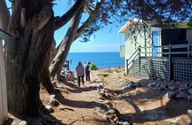 Godley Head Scenic Drive & Guided Walk (Shore Excursion)