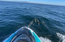 Jetski Adventure: Guided Trip from Long Beach to Catalina Island