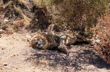 Big 5 Sunset Safari and Wine Tasting from Cape Town