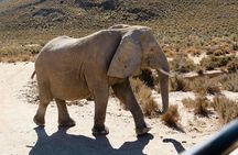 Big 5 Sunset Safari and Wine Tasting from Cape Town