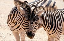 Big 5 Sunset Safari and Wine Tasting from Cape Town