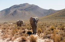Full-Day Safari at Aquila Private Nature Reserve from Cape Town