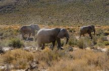 Sunset Aquila Private Game Reserve Big 5 Safari with Snacks