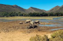 Full-Day Safari at Aquila Private Nature Reserve from Cape Town
