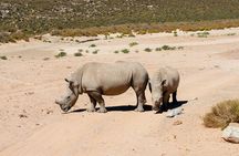Full-Day Safari at Aquila Private Nature Reserve from Cape Town