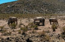 Full-Day Safari at Aquila Private Nature Reserve from Cape Town