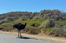 Cape Point and the Cape of Good Hope with their penguin colony