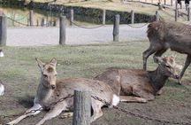  Nara English Guided Walking Tour (All Entrance Fee Included)