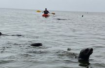 Seal Kayaking and Sandwich Harbour tour