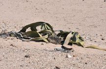 Welwitschia and Sandwich Harbour Tour