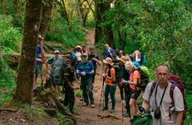 6 Days Machame Route Kilimanjaro Group Hiking and Climbing Tour