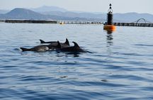 Dolphin Watching Boat Tour from Olbia
