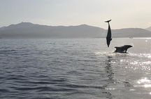 Dolphin Watching Boat Tour from Olbia