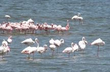 Shore Excursion from the Port of Walvis Bay and many highlights. 