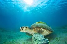 Snorkel Adventure to Ko Tao and Ko Nang Yuan from Ko Samui