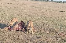 5 Day Kenya Budget Safari Naivasha, Nakuru Lakes and Masai Mara