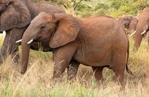 7 Days 6 Nights Wildlife Safari