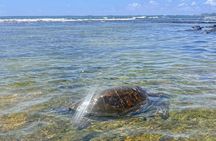Historic Hawaii and Big Island Market Private Tour For Up To 4