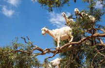 Goat on Trees and Kasbah Tour with Pickup From Agadir
