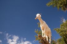 Goat on Trees and Kasbah Tour with Pickup From Agadir