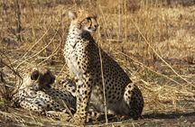  3 Days Ngorongoro Crater and Serengeti Safari.