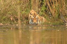 Bardia Tiger Tracking & Wildlife Safari – 4 Nights 5 Days