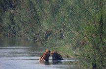 Bardia Tiger Tracking & Wildlife Safari – 4 Nights 5 Days