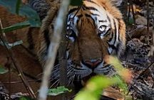 Bardia Tiger Tracking & Wildlife Safari – 4 Nights 5 Days
