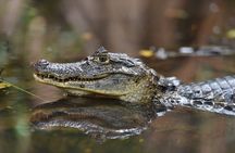 2 Tour Package - Canoe Tour and Turtle Nesting Tour 