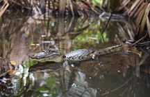 2 Tour Package - Canoe Tour and Turtle Nesting Tour 
