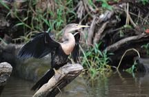 2 Tour Package - Canoe Tour and Turtle Nesting Tour 