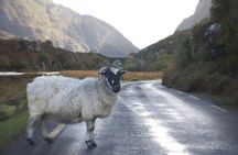 Dingle Peninsula Dingle Town and Slea Head Private Luxury Tour