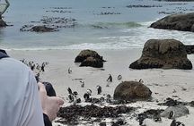 Table Mountain Penguins Cape of Good Hope Adventure Shared Tour