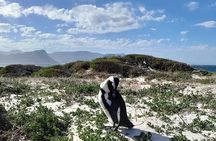 Table Mountain Penguins Cape of Good Hope Adventure Shared Tour