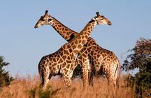 Nairobi National Park, Elephant Orphange and Girrafe Center