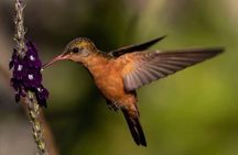 Birdwatching Tour in the Wildlife of Monteverde